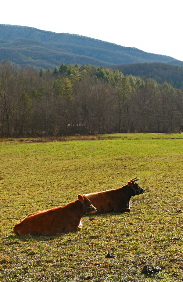 two miniature jersey cows in pasture with mountains
