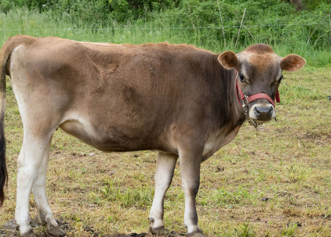 mini jersey heifer, Ruby, in pasture