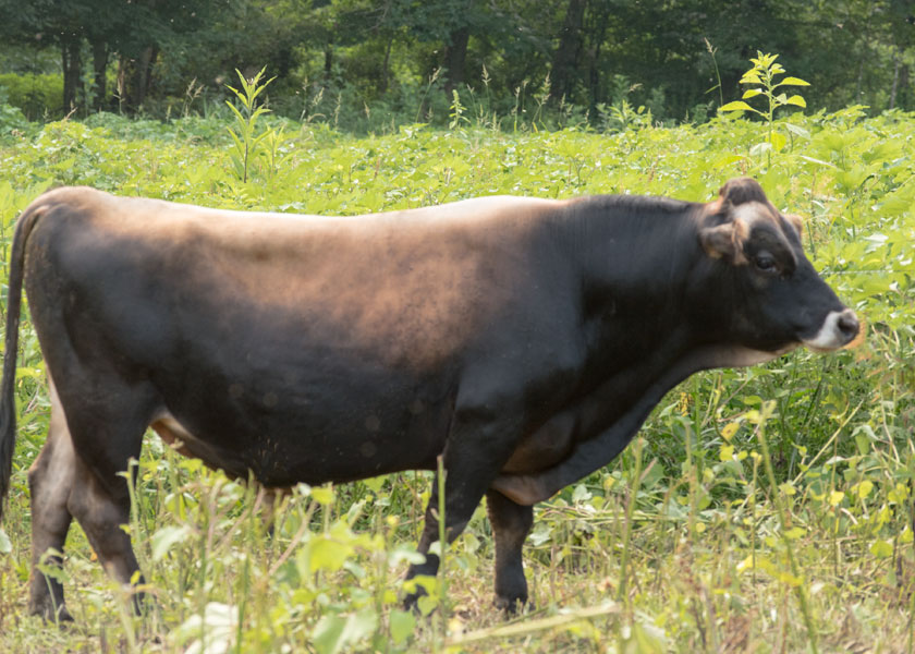 mini Jersey bull, Rudy, in pasture