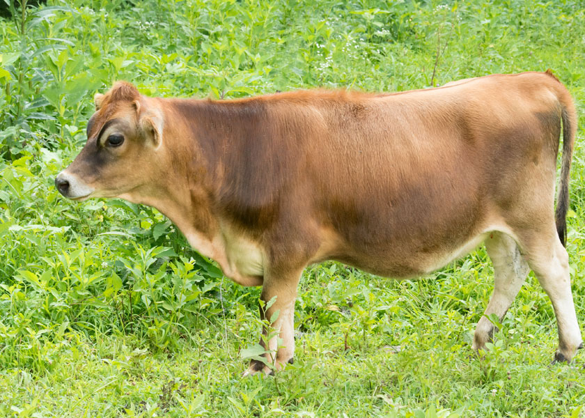 mini jersey heifer, Topaz, in pasture